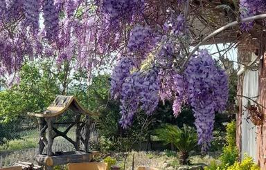 فروش زمین خونه باغ 1900 متر زرین اباد ساری
