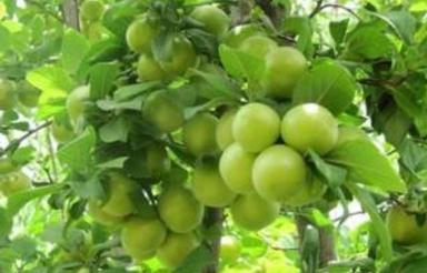 فروش زمین کشاورزی سنددار 8000 متر در آزادشهر