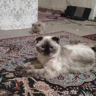 گربه اسکاتیش خانگی