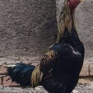 تخم نطفه دار از مرغ و خروس لاری و مرندی