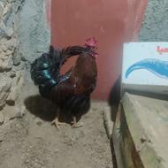خروس محلی جوان