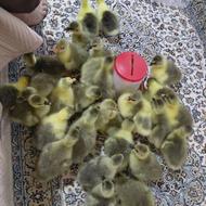 .......................................................