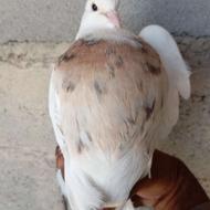 طوقی ناب روزگاری