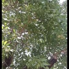 فقط 1 ساعت تا تهران باغچه/باغ سنددار در مأمونیه