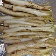 کنگر تازه درجه یک ساقه بلند