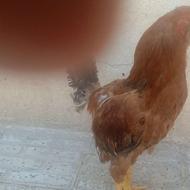 خروس لاری سرحال