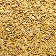 بذر هاشمی اصلاح شده