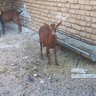 بز مورسیا المانی