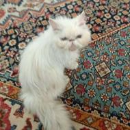 گربه پرشین سفید