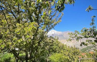 فروش باغ گیلاس منطقه امیری روستای شمس اباد