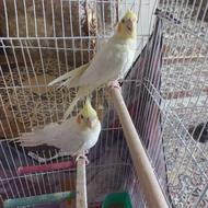 یک جفت عروس هلندی