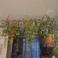 احیا گل و گیاه آپارتمانی و باغچه و فضای سبز شما