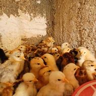 جوجه مرغ ، جوجه کشی