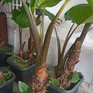 باباآدم تنه قرمز غول‌پیکر جعبه 45