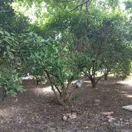 فروش 270 متر زمین کشاورزی و خانه سرا