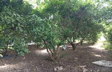 فروش 270 متر زمین کشاورزی و خانه سرا