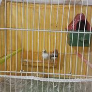 جفت فنچ به شرط