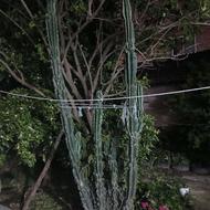 کاکتوس صخره‌ای