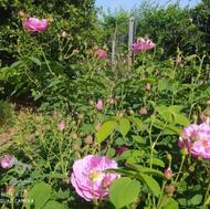 فروش گل محمدی تازه چین