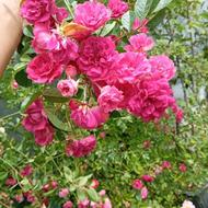ساناز رونده پر تعداد دارم