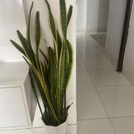 سانسوریای خط طلایی