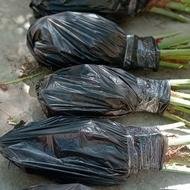 کسب وکار باغبانی