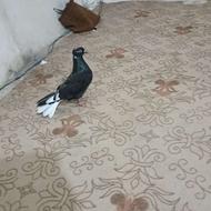 کبوتر زاغ دم سفید