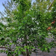 ایستگاه آرامش/ خونه باغ 600متری/رشت