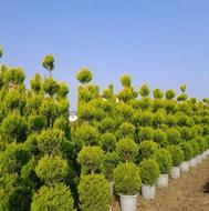 بهترین خدمات باغبانی با ابزار کامل گلکار