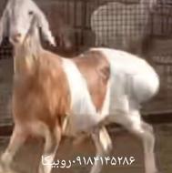 قوچ قندوزی درجه یک