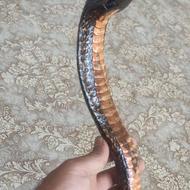 عصا چوب بلوط