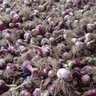 خریدار سیر به صورت کلی و جزئئ کل ایران