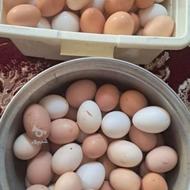 تخم محلی اصل