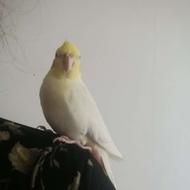 عروس هلندی گم شده