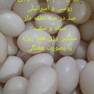 تخم اردک خارجی نطفه دار