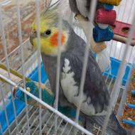 عروس هلندی گمشده