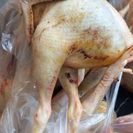 خروس جوان نیمچه دونه ای 300