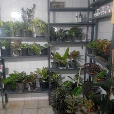 انواع گل های اپارتمانی