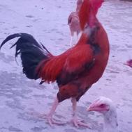 خروس لاری اصل