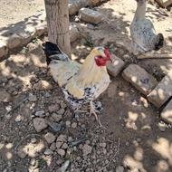 فروش خروس در کاشمر