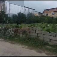 فروش زمین مسکونی 700 متر در زنگیشاه محله