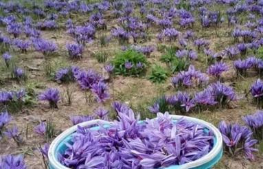 فروش یک هکتار زمین زعفرانی روستای زندان چال