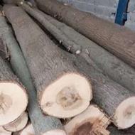 خریدار انواع چوب ترخوشک