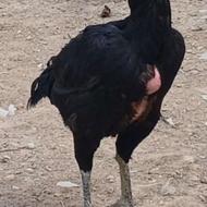 مرغ لاری اصل