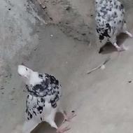 کفتر سرور نرو ماده کلکسیونی