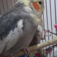 عروس هلندی و مرغ عشق
