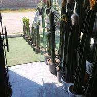 فروش کاکتوسهای زیبای پیوندی