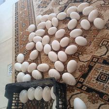 تخم غاز موجود هست