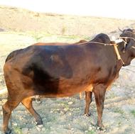 کار گردن هم برای داشت برای قربانی