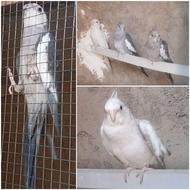 تعدادی عروس هلندی